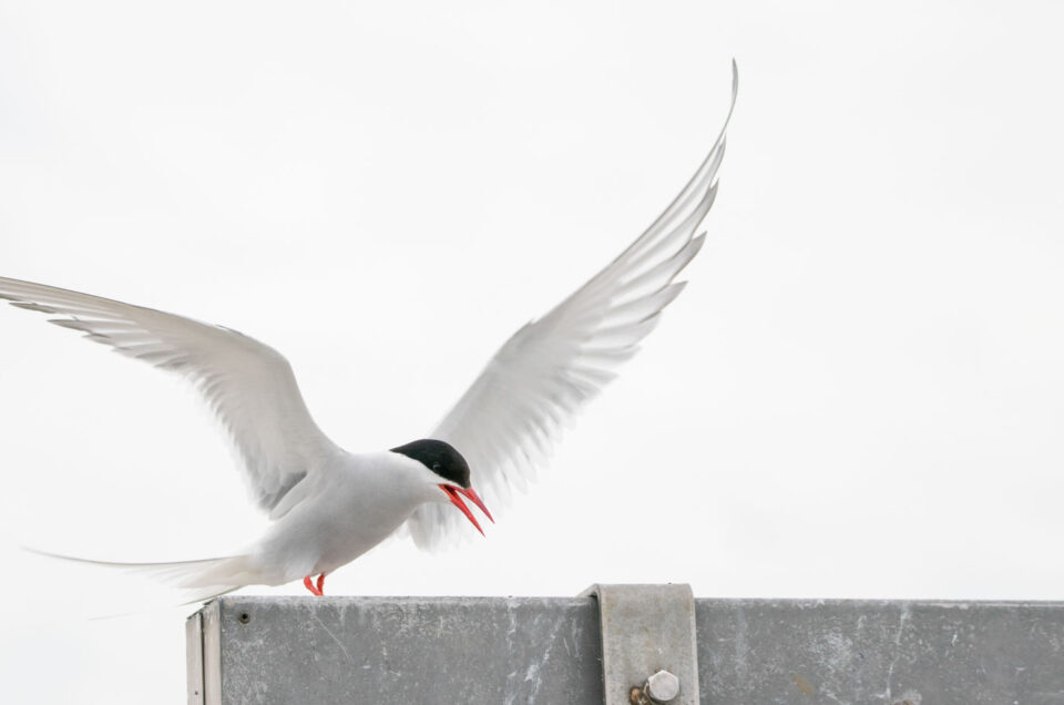 Küstenseeschwalben am Eidersperrwerk